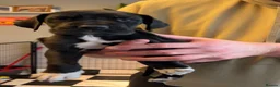 Great Dane dogs for stud: KC reg Dane for stud  - Advert 18