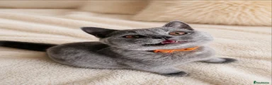 British Shorthair Kitten 2