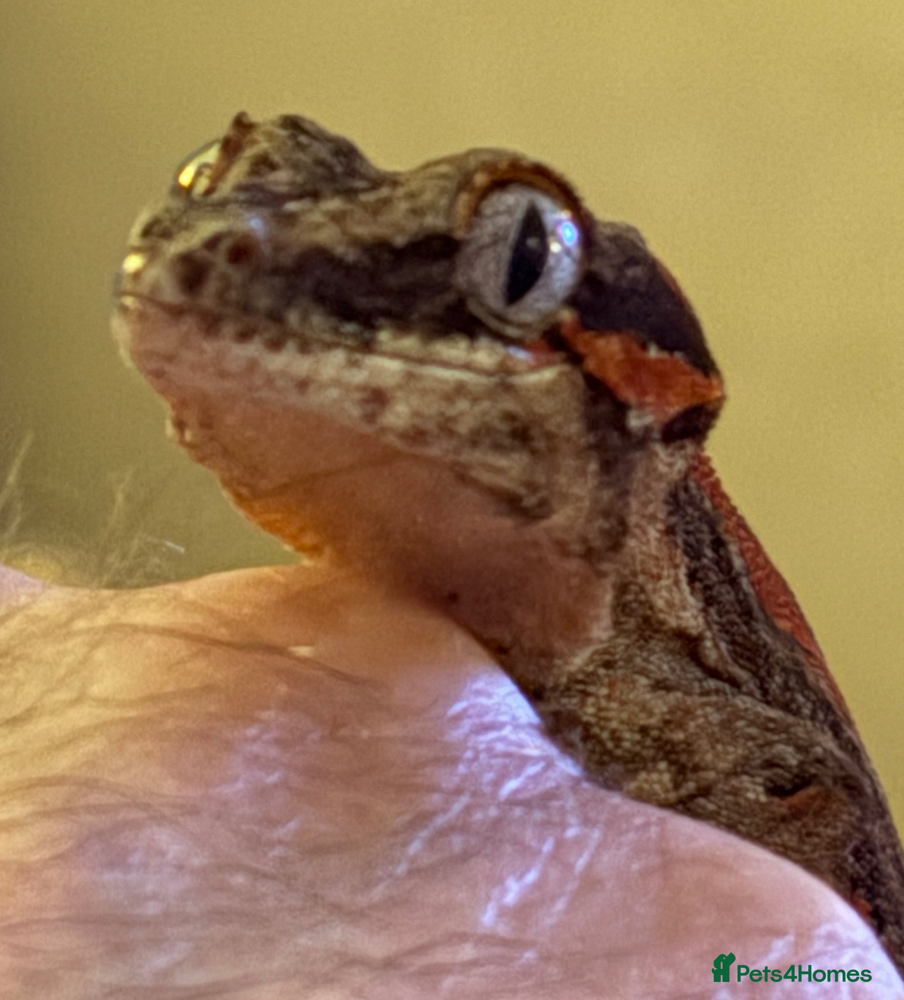 Gecko reptiles Gargoyle Gecko  - Advert 1