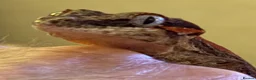 Gecko reptiles for sale: Gargoyle Gecko  - Advert 1