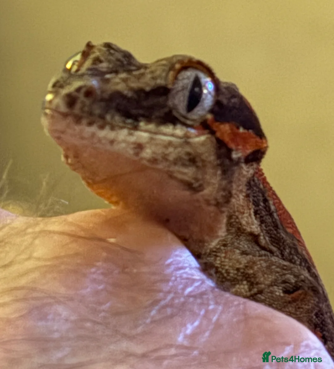 Gecko reptiles for sale: Gargoyle Gecko  - Advert 1