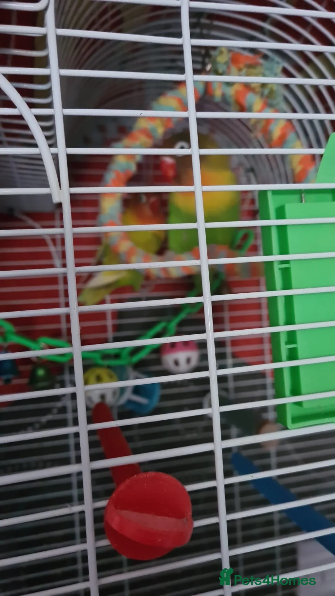 Lovebirds birds for sale: A pair of lovebirds  in Wolverhampton - Advert 5