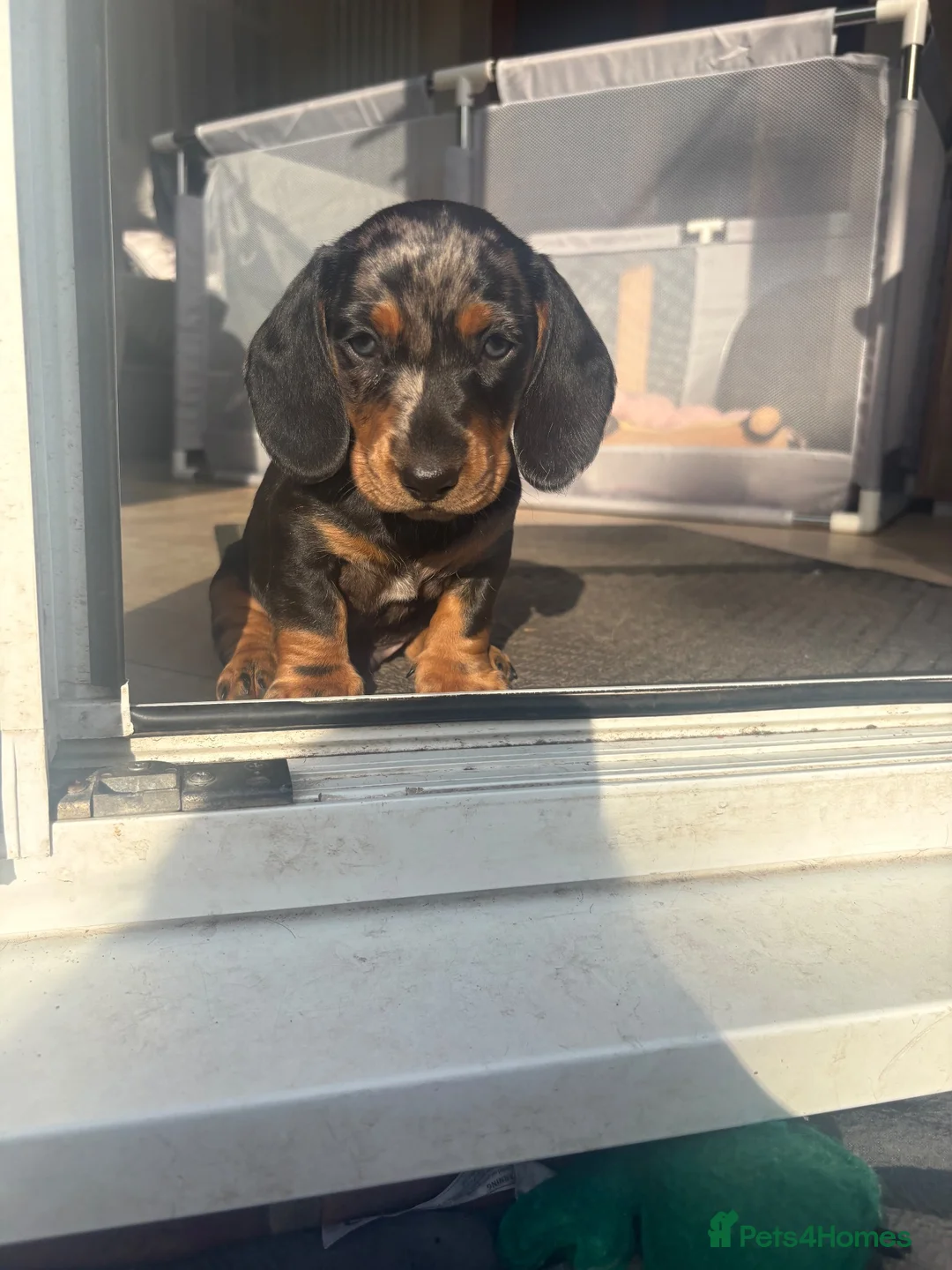 Miniature Dachshund dogs for sale: 3 gorgeous boys available💙💙💙 - Advert 4