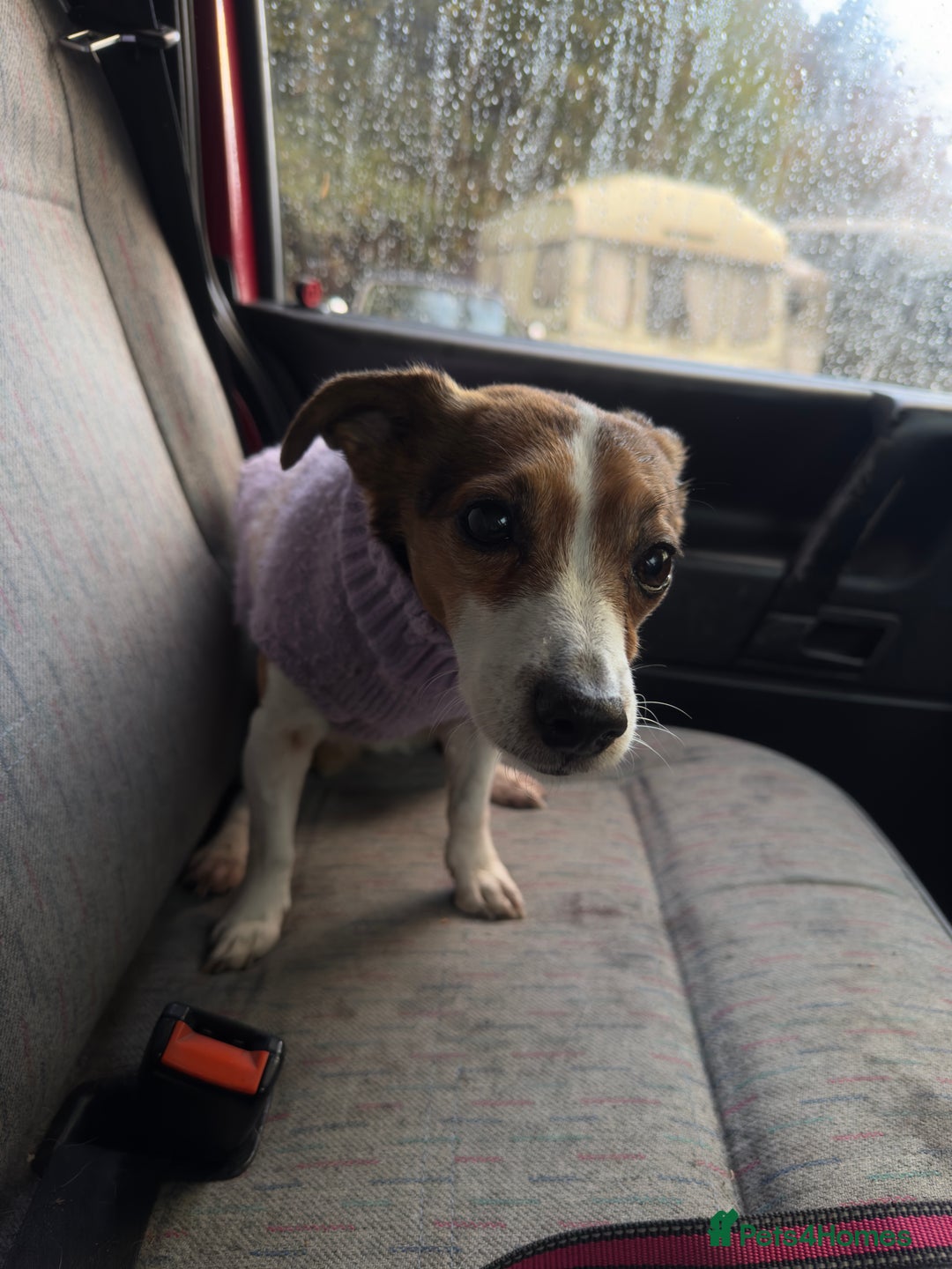 Jack Russell dogs for sale: Jack Russell for loving home - Advert 4