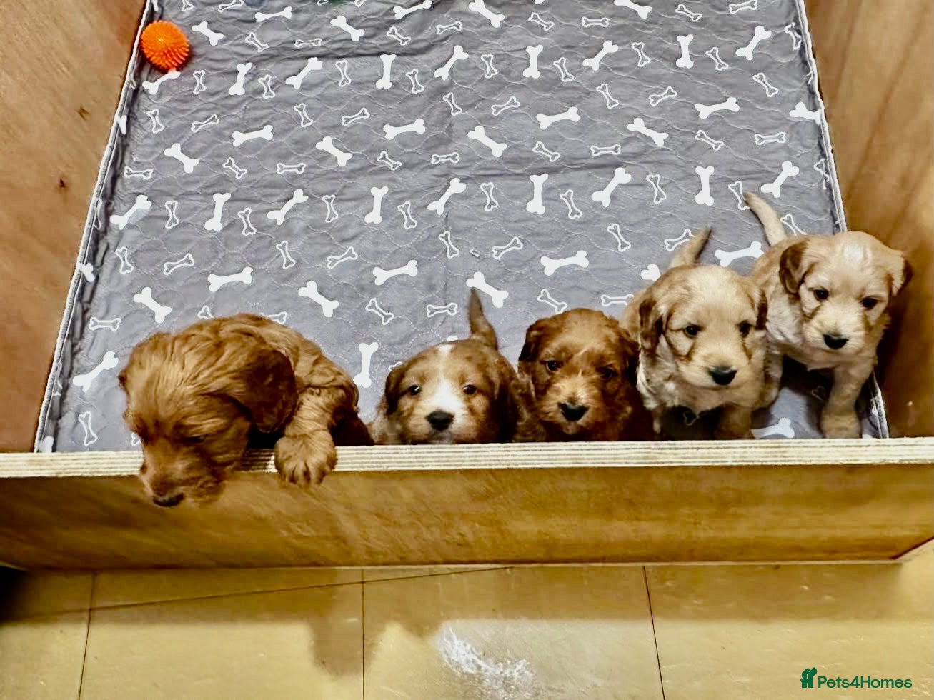 Cockapoo dogs Stunning F1B cockapoo puppies - Advert 3