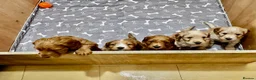 Cockapoo dogs for sale: Stunning cockapoo puppies - Advert 3
