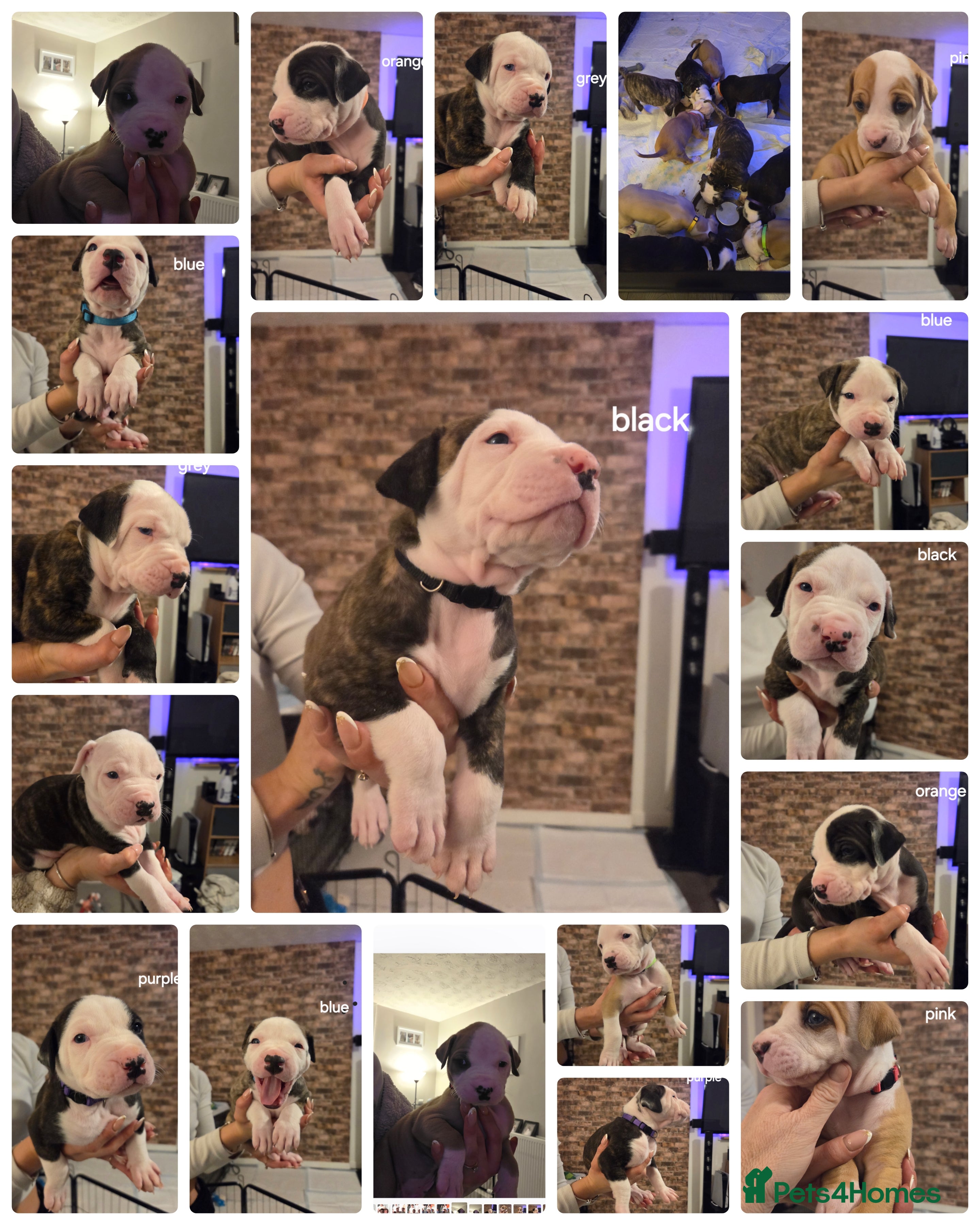 American Bulldog dogs READY TO LEAVE NEXT WEEK ONCE VACCINATED  - Advert 1