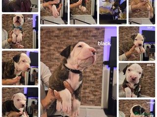 American Bulldog dogs READY TO LEAVE NEXT WEEK ONCE VACCINATED - Advert 1