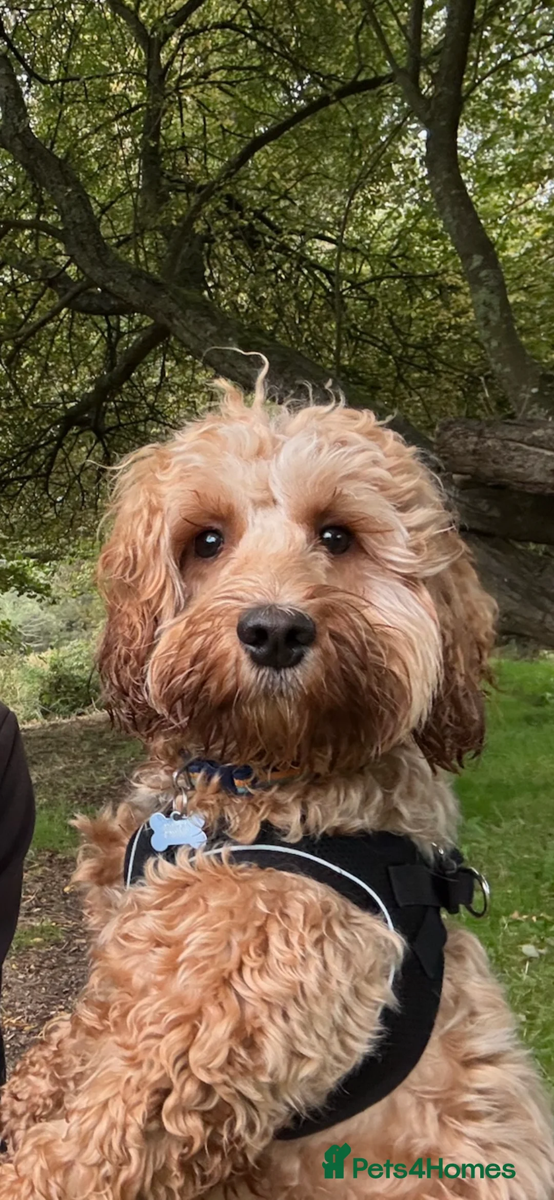 Cockapoo dogs for stud: F1 cockapoo  in Ashford - Advert 1