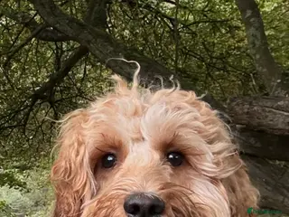 Cockapoo dogs F1 cockapoo in Ashford - Advert 4