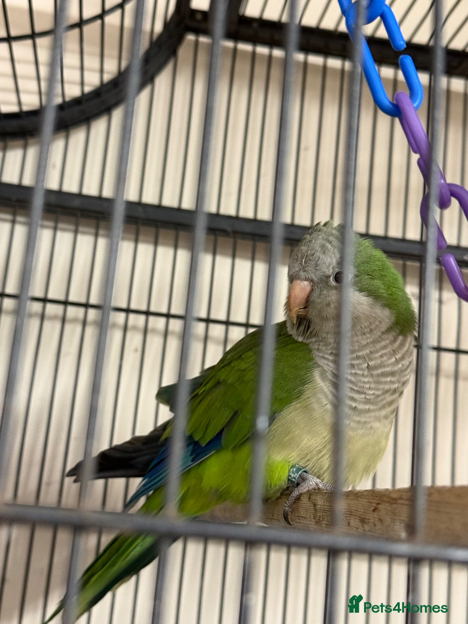 Ringnecks birds  Quaker parrot for sale beautiful female - Advert 2