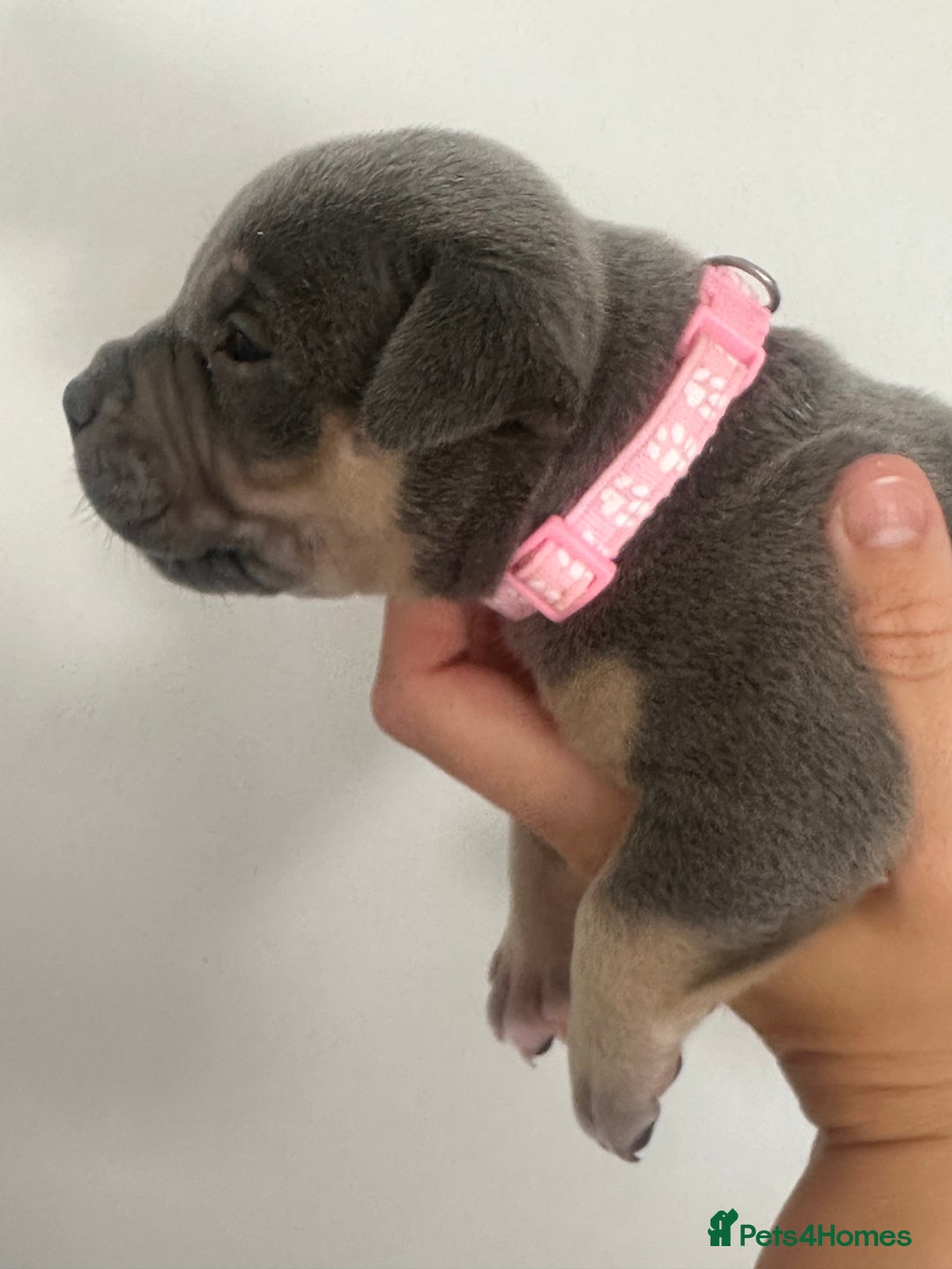 American Bully dogs for sale: Pocket Bullies ( not banned breed) - Image 23