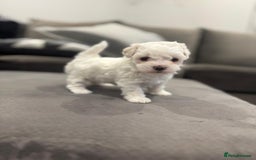 Maltese dogs for sale: Maltese Puppies 2 AVAILABLE  - Image 4