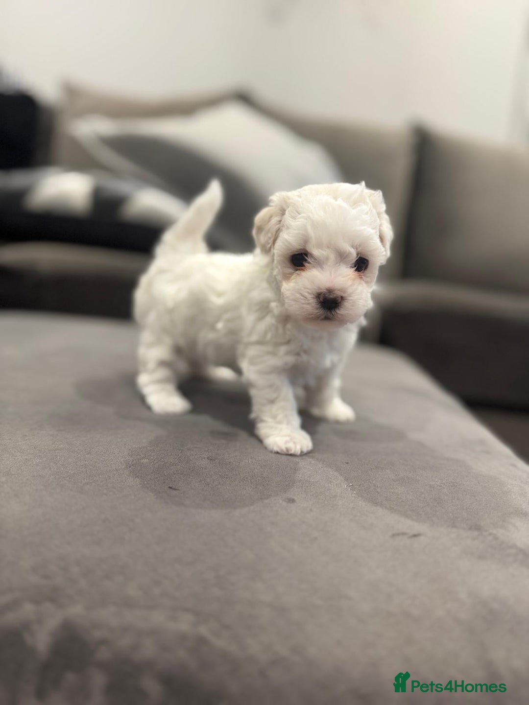 Maltese dogs for sale: Maltese Puppies 2 AVAILABLE  - Image 4