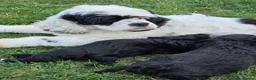 Mixed Breed dogs for sale: American cockalier  in Mansfield - Advert 1
