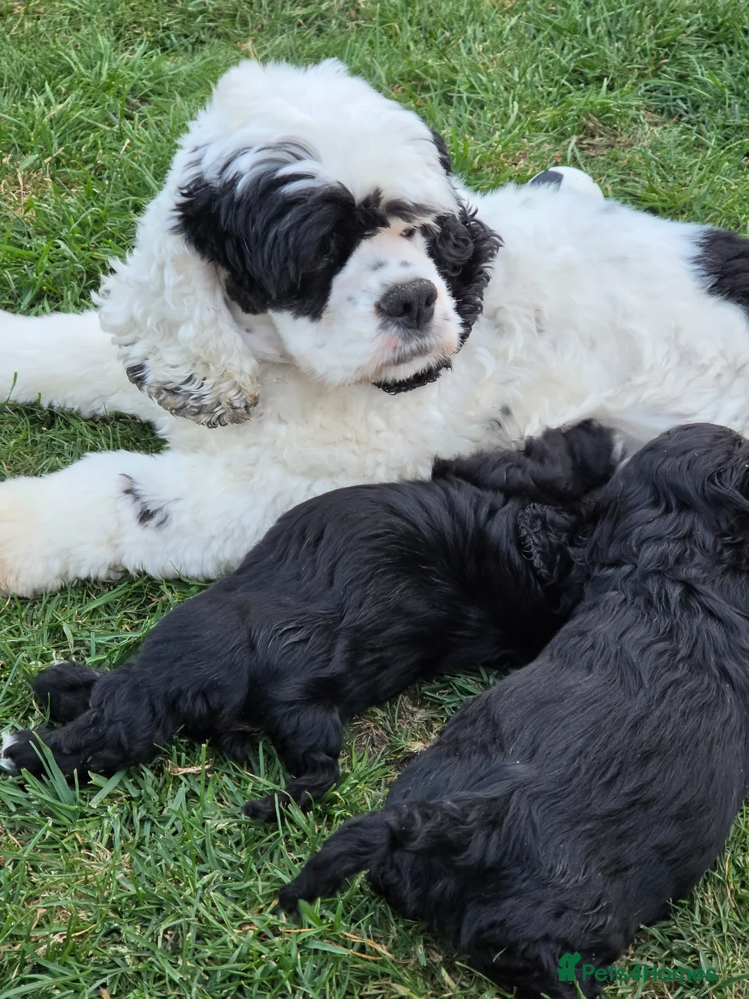 Mixed Breed dogs for sale: American cockalier  in Mansfield - Advert 1