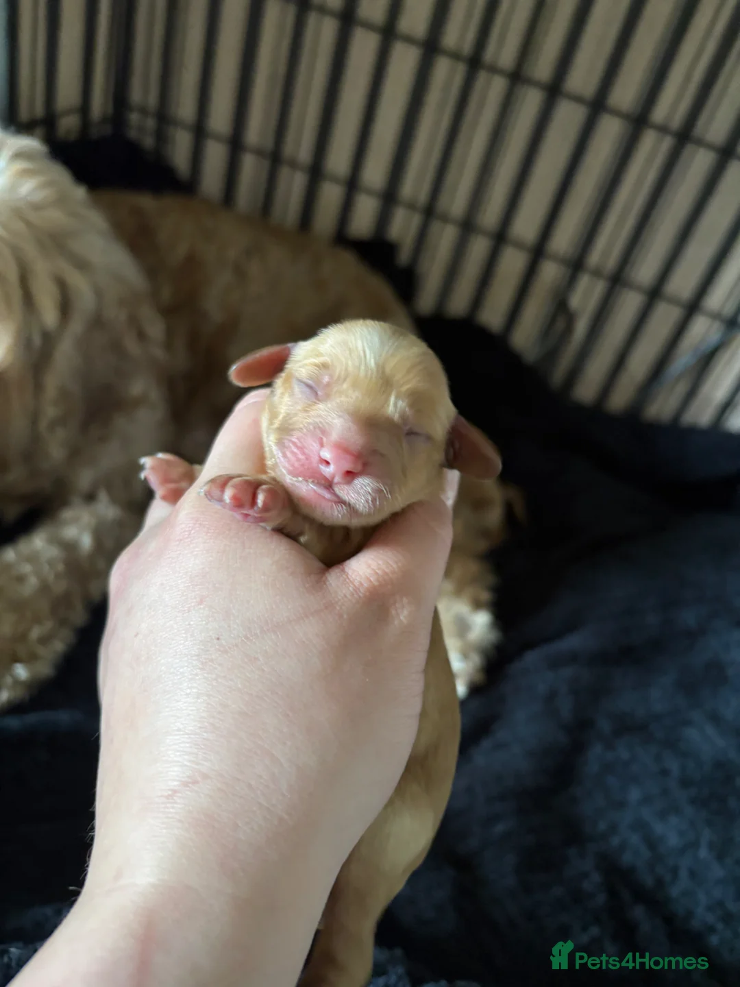 Cockapoo dogs for sale: Cockapoo - Advert 2