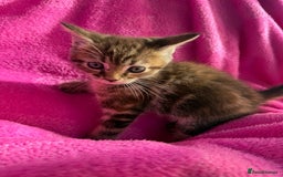 Maine Coon cats for sale: Beautiful Maine Coon Cross Kittens  - Image 20
