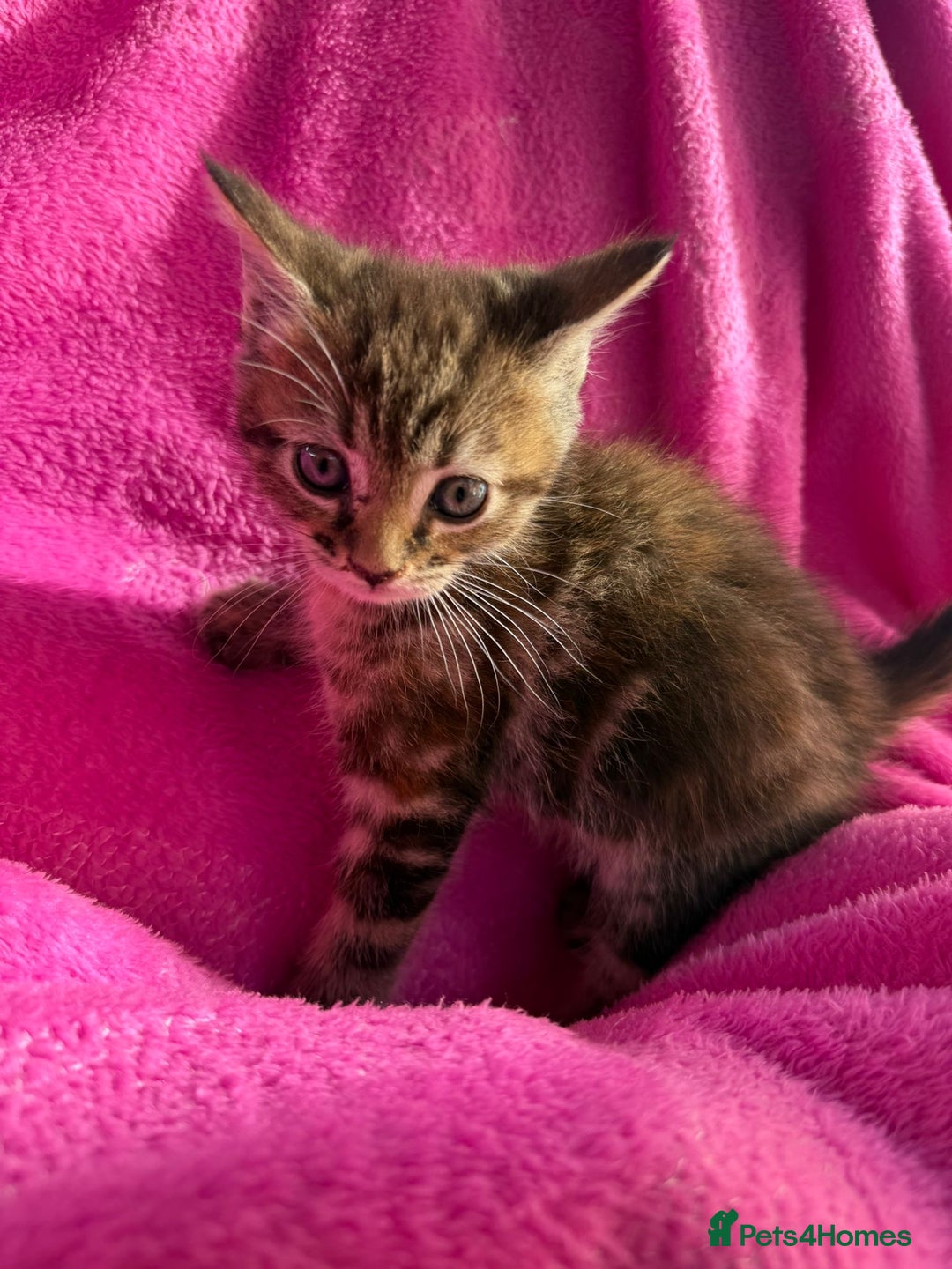 Maine Coon cats for sale: Beautiful Maine Coon Cross Kittens  - Image 20