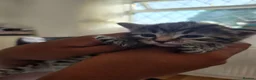Mixed Breed cats for sale: Cute and  playful kittens  - Advert 7
