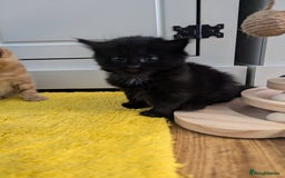 Mixed Breed cats for sale: wonderful Kittens  - Image 9