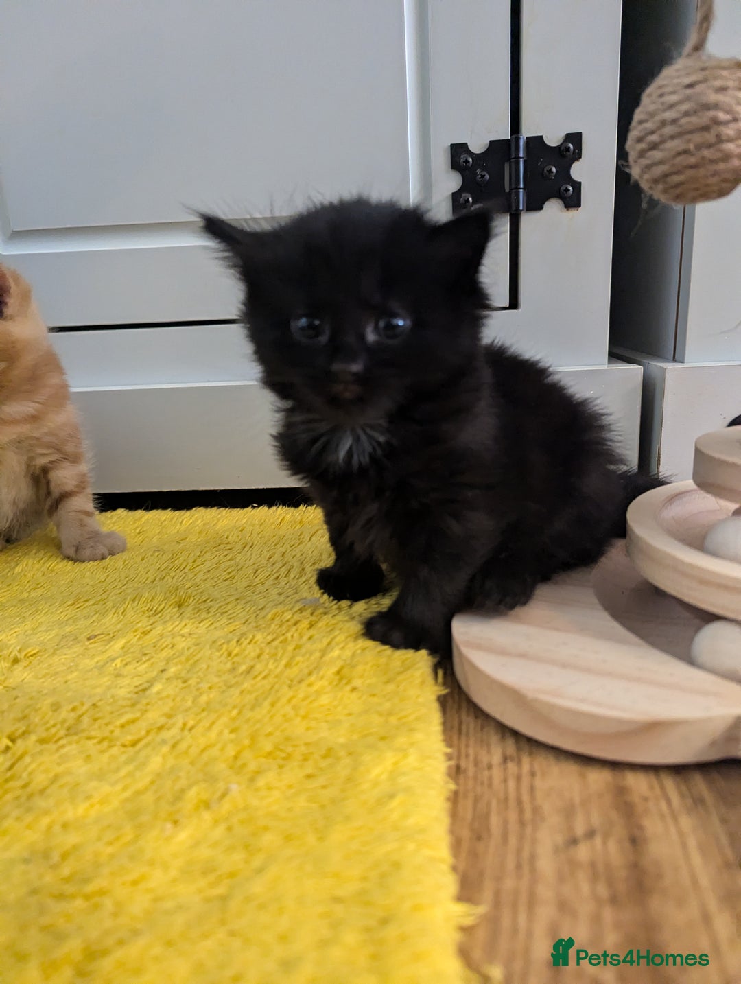 Mixed Breed cats for sale: wonderful Kittens  - Image 9