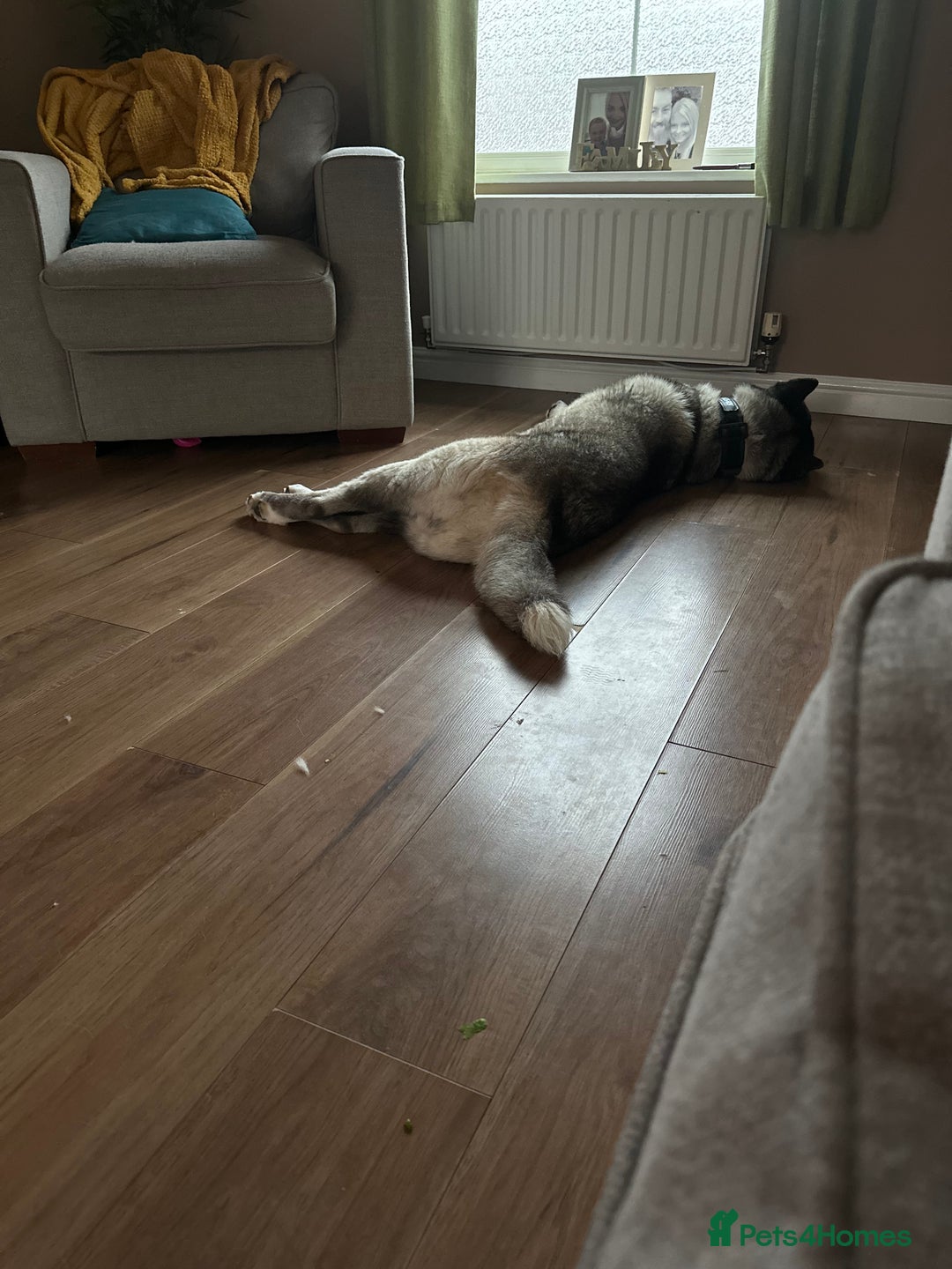 Akita dogs for sale: 4 year old Akita  - Image 18