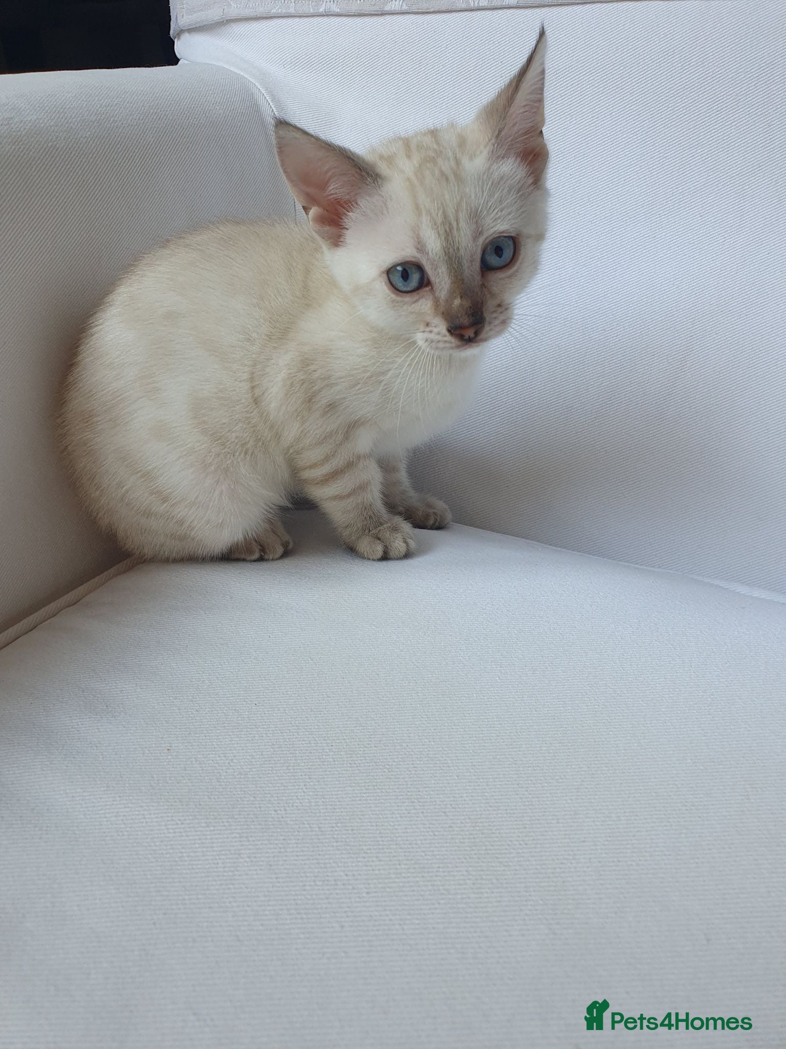 Bengal cats Pure Bengal breed - 2 snow bengal girls left  - Advert 2