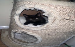 Maine Coon cats for sale: Black smoked boy  - Image 17