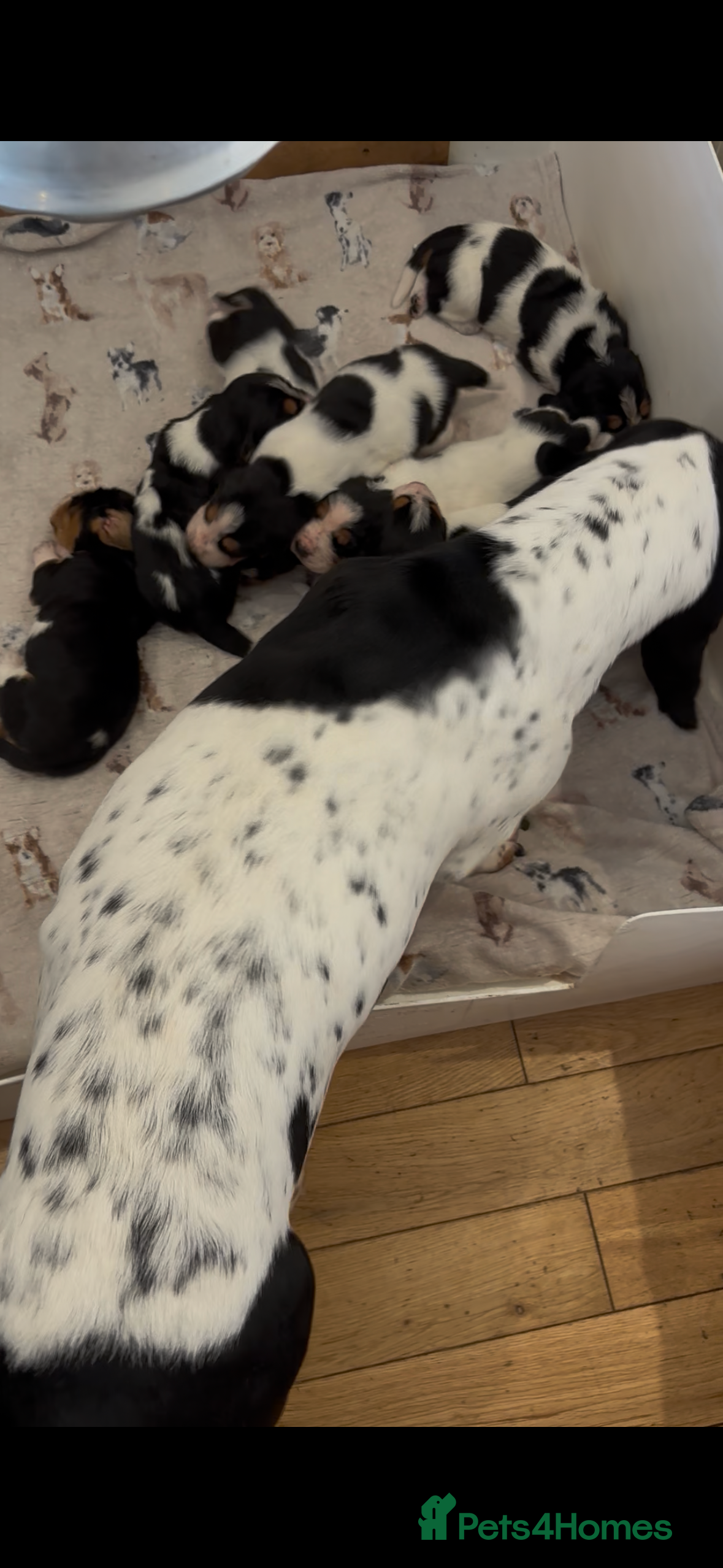 Basset Hound dogs KC bassets 1 girl available  - Advert 9