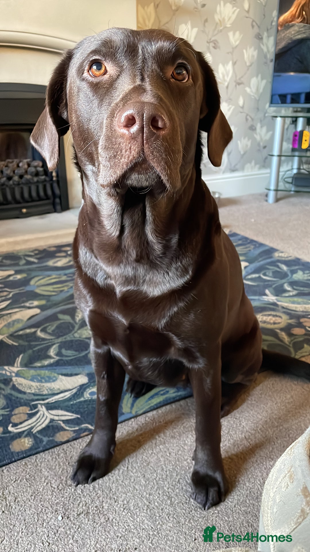 Labrador Retriever dogs for sale: Chocolate Labrador Puppies For Sale - Advert 4