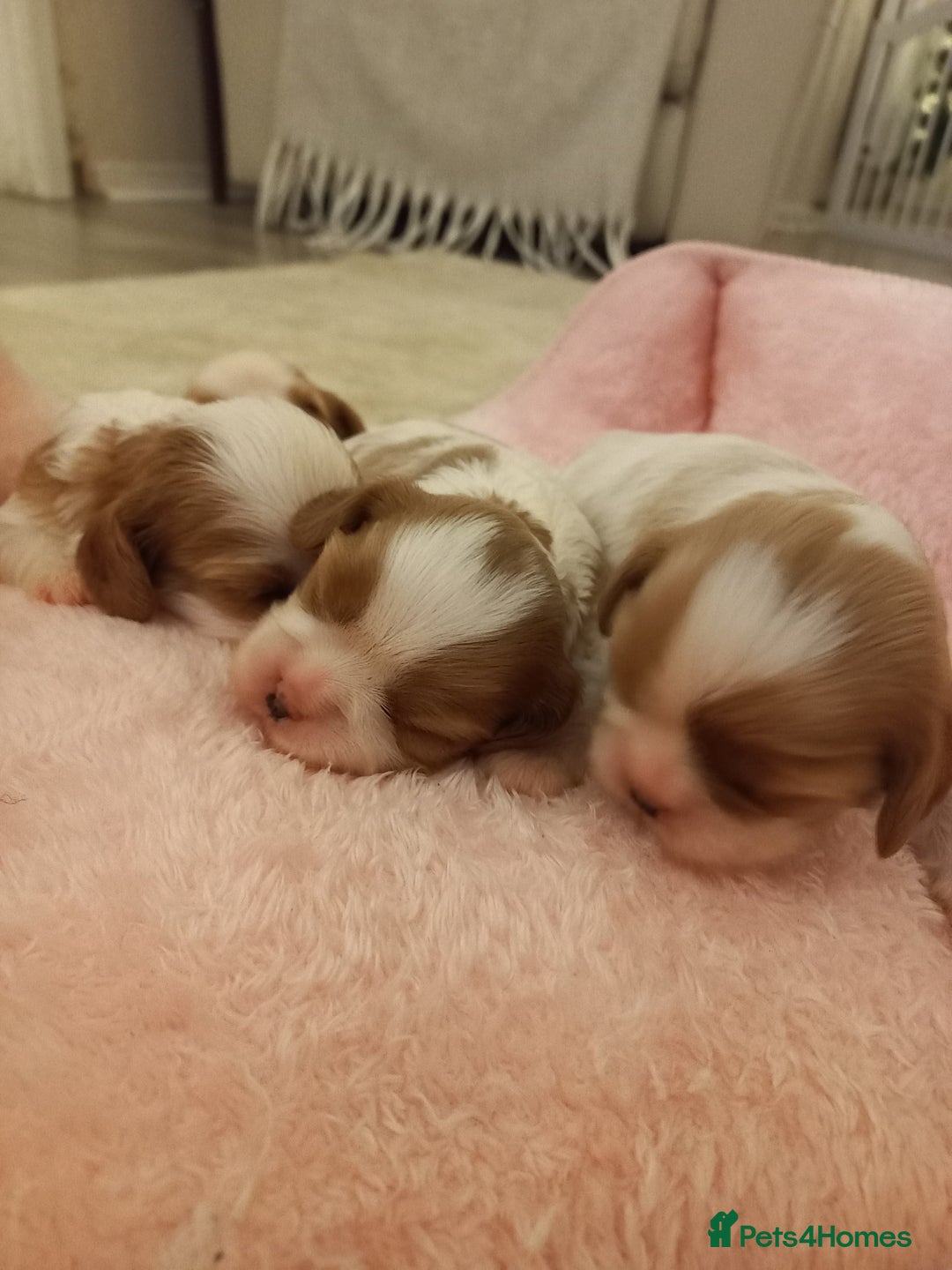 Cavalier King Charles Spaniel dogs for sale: STUNNING CAVALIER KING CHARLES SPANIEL PUPPIES *** - Advert 1