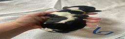 English Springer Spaniel dogs for sale: Springer spaniel puppies  - Advert 24