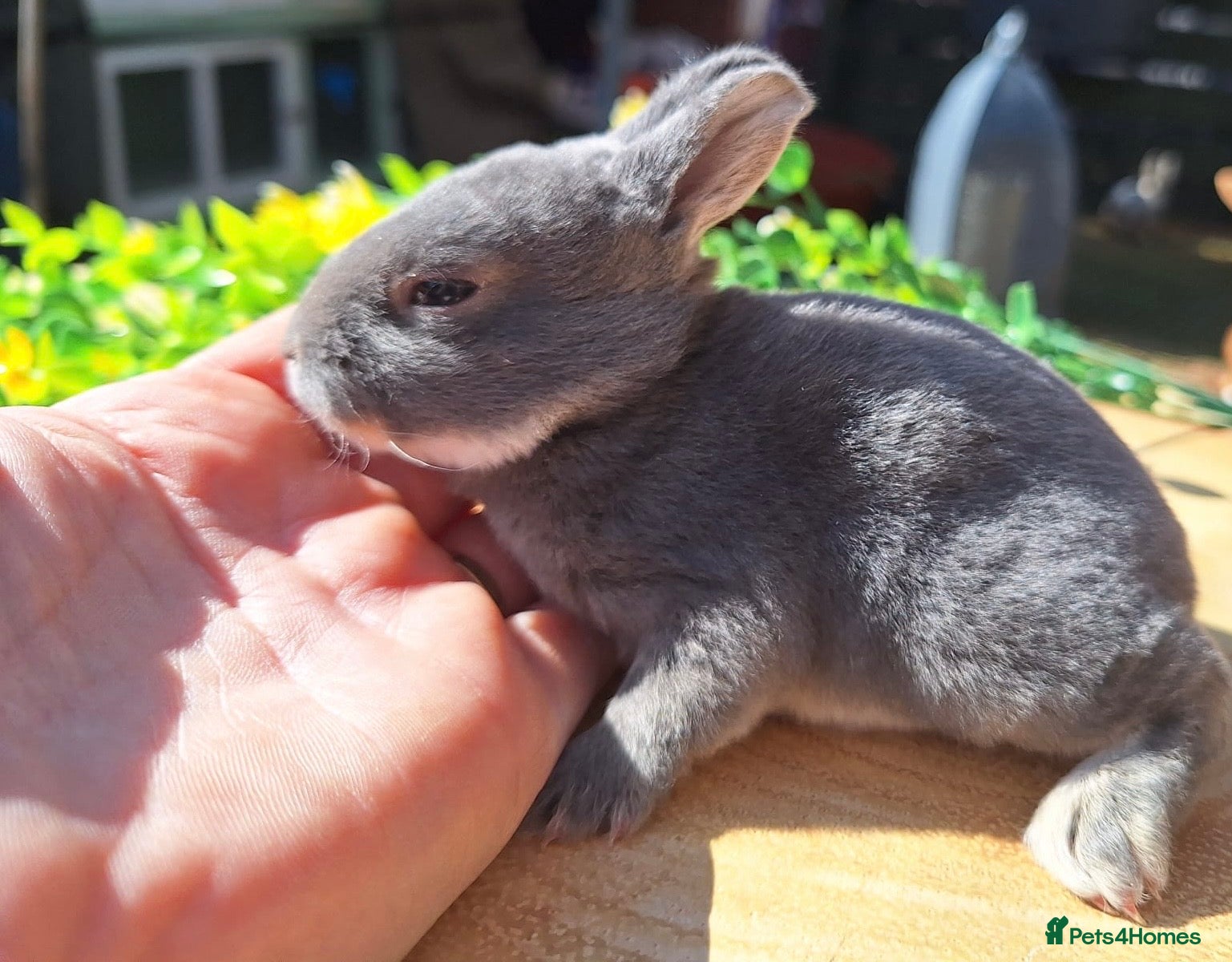 Rex rabbits Five mini Rex  - Advert 1