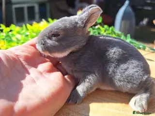 Rex rabbits Five mini Rex - Advert 7