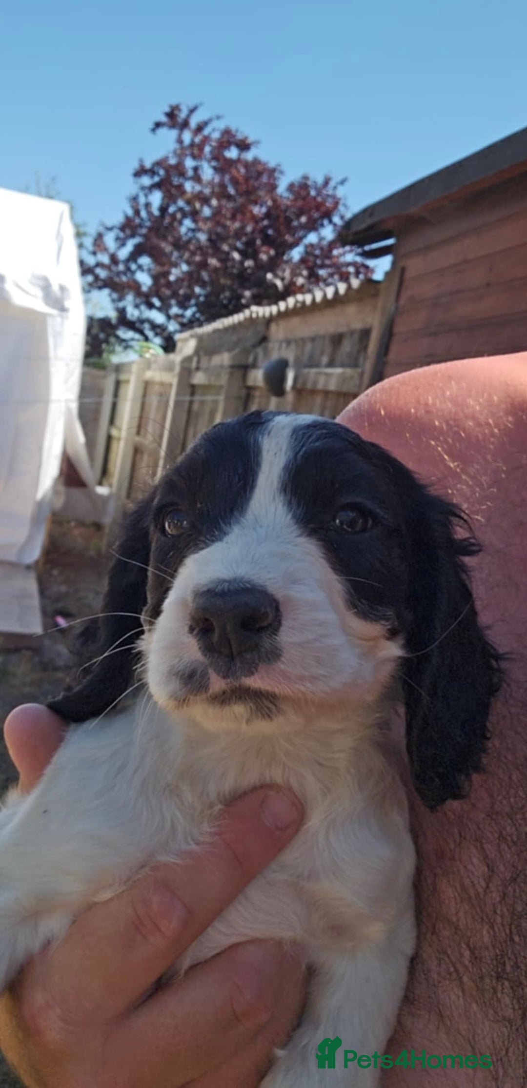 Sprocker dogs for sale: Sprocker puppies  - Image 3