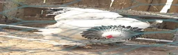 Chickens poultry for sale: Columbian brahma .aka big mumma - Advert 2