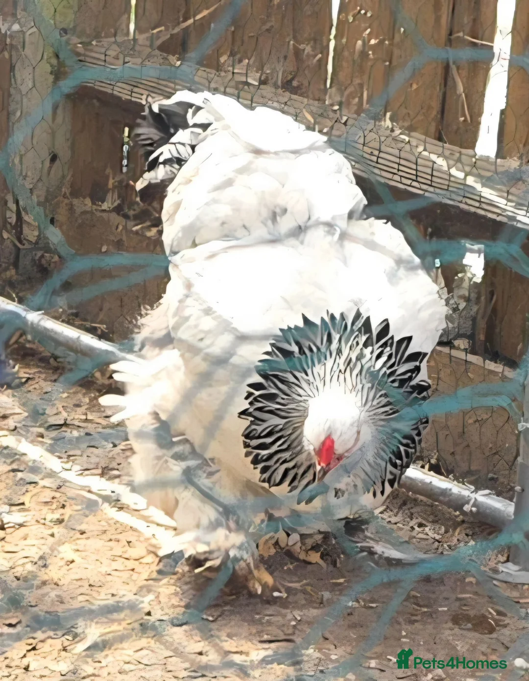 Chickens poultry for sale: Columbian brahma .aka big mumma - Advert 2