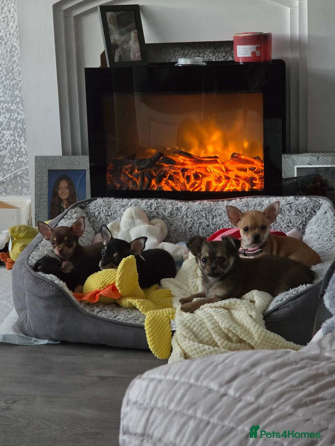 Chihuahua dogs for sale: Beautiful chihuahua puppys 8 weeks old Monday - Advert 1