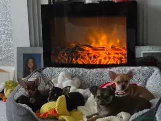 Chihuahua dogs Beautiful chihuahua puppys 8 weeks old in Preston - Advert 1