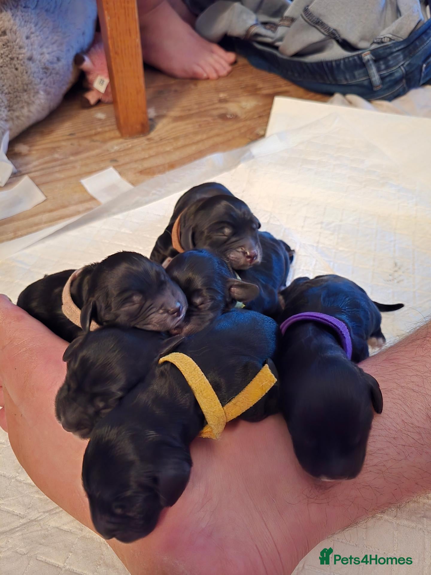 Cocker Spaniel dogs Working cocker spaniel 2girls and 3boy - Advert 5
