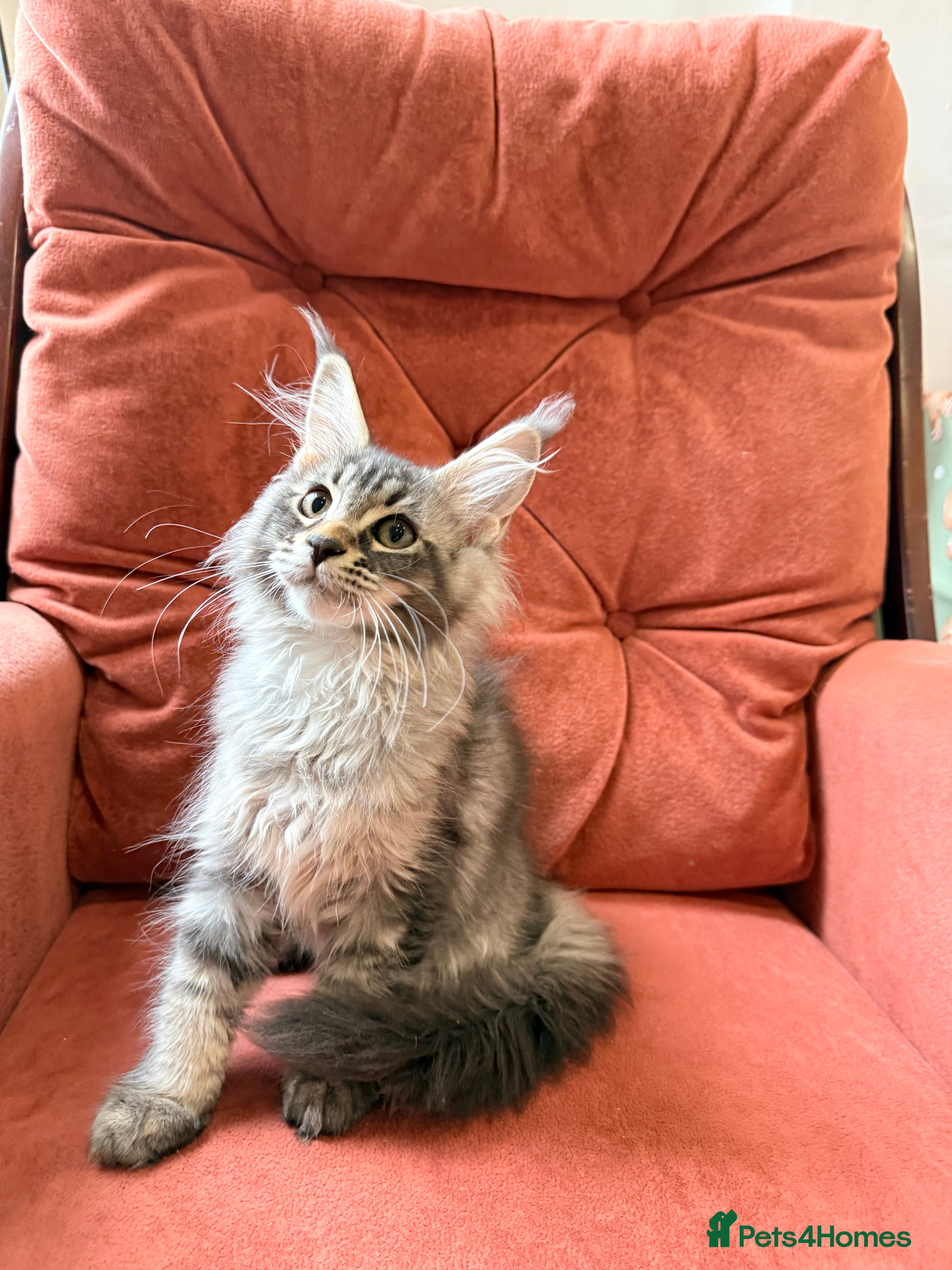 Maine Coon cats 🐈‍⬛Registered Maine Coons - Advert 16