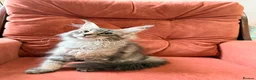 Maine Coon cats for sale: 🐈‍⬛Registered Maine Coons - Advert 9