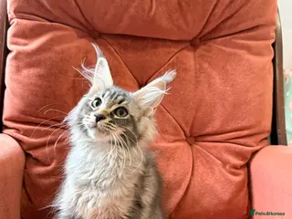 Maine Coon cats 🐈⬛Registered Maine Coons - Advert 16