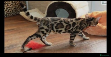 Bengal cats - Advert 2