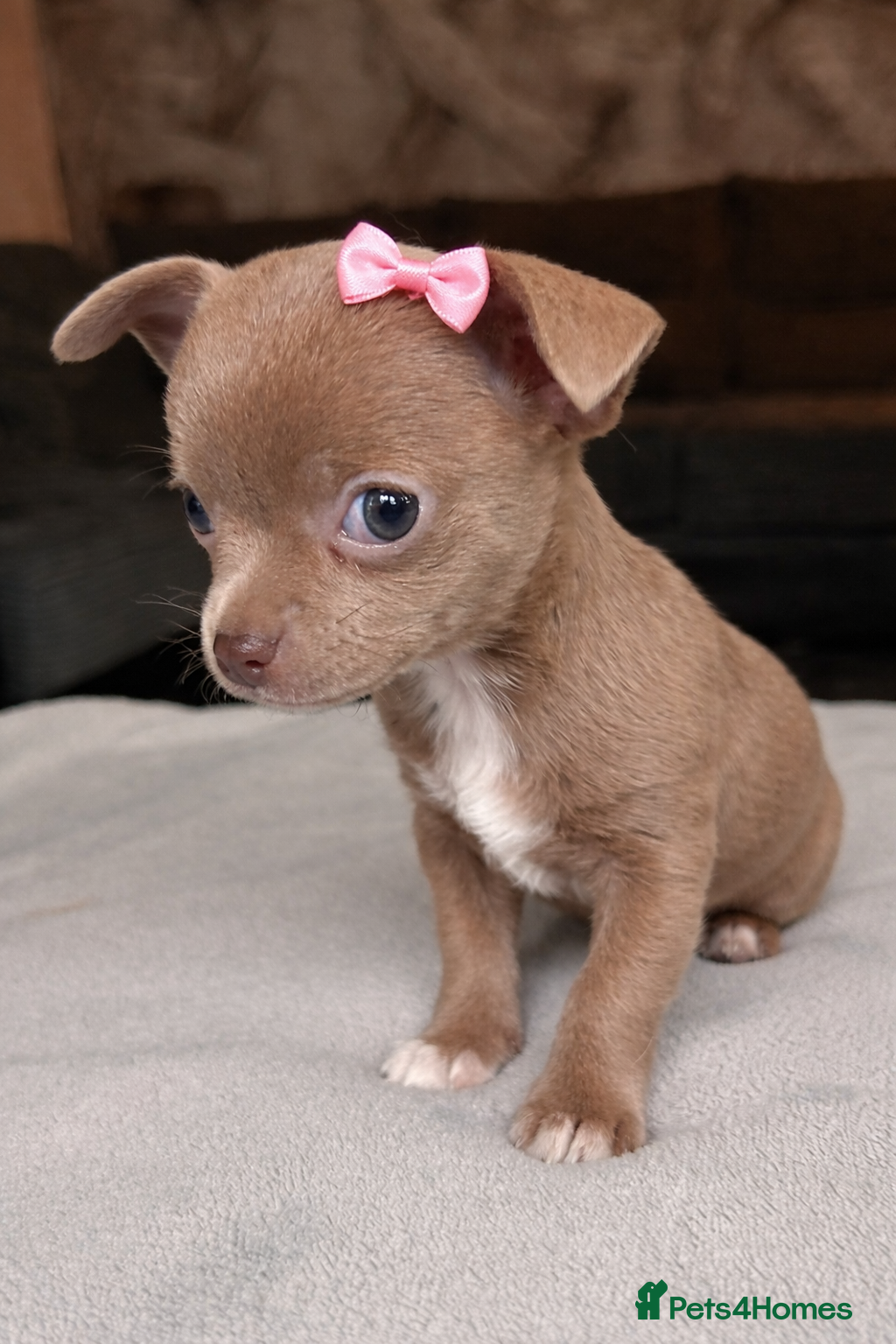 Chihuahua dogs Tiny chihuahua girl LAST ONE 💕 - Advert 6