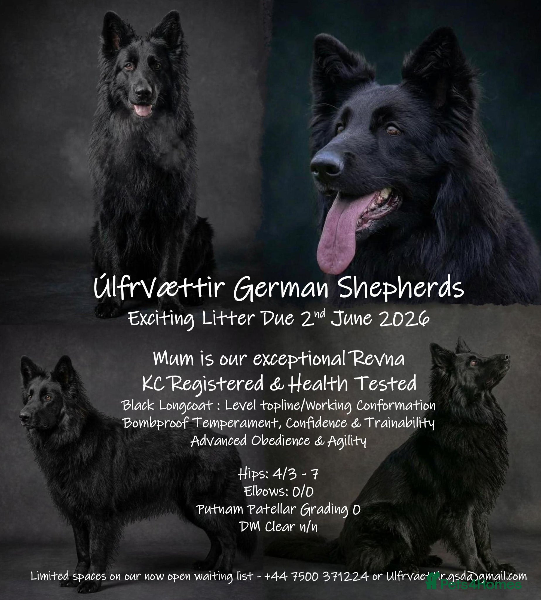 German Shepherd dogs Puppies have arrived! - Advert 2