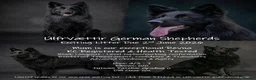 German Shepherd dogs for sale: Exceptional litter of ÚlfrVættir puppies due soon! - Advert 5