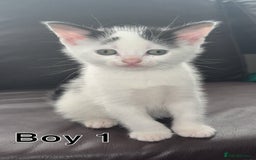 Mixed Breed cats for sale: 3 boys looking for their forever home! - Image 1