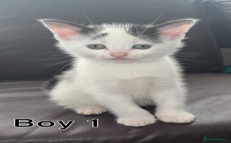 Mixed Breed cats - Advert 13